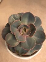 Große grau blau rosa Sukkulente graptopetalum pentandrum superb Baden-Württemberg - Schömberg Vorschau