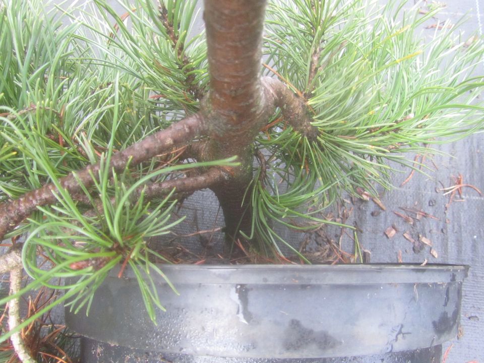 Pinus mugo 'Frisby', Bonsai Rohware, 60 cm breit, 20 cm hoch 4cmØ in Soltau