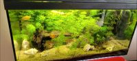 Aquarium 60 Liter Rheinland-Pfalz - Budenheim Vorschau