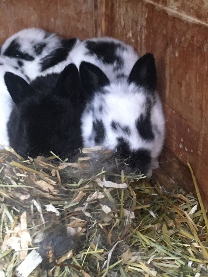 Junge Stall Kaninchen mix abzugeben m/w in Lüdenscheid