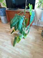 Philodendron Jose Buono Düsseldorf - Pempelfort Vorschau