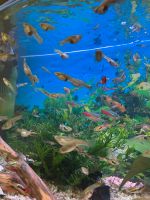 Aquariumfische Hessen - Schlüchtern Vorschau