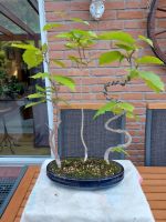 Bonsai Pflanze Nordrhein-Westfalen - Paderborn Vorschau