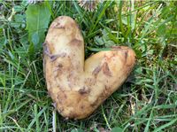 25t Kartoffeln aus Kistenlager (Industrieware) Neumünster - Padenstedt Vorschau