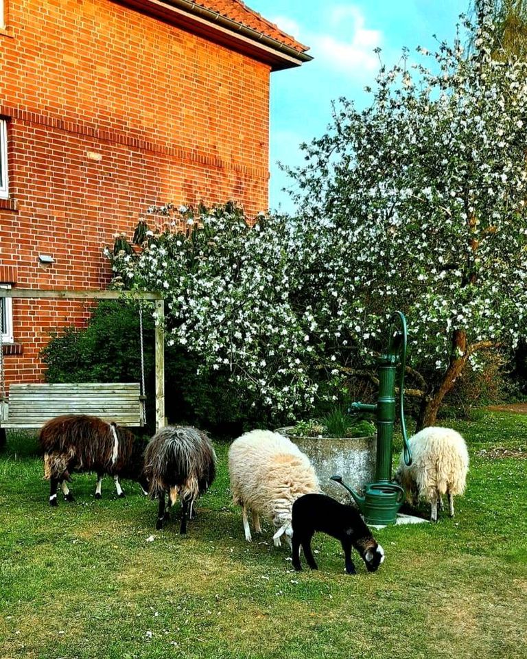 Ferienwohnung Wendland/Lüchow-Dannenberg, Gartow, Nemitz zu verm. in Lüchow