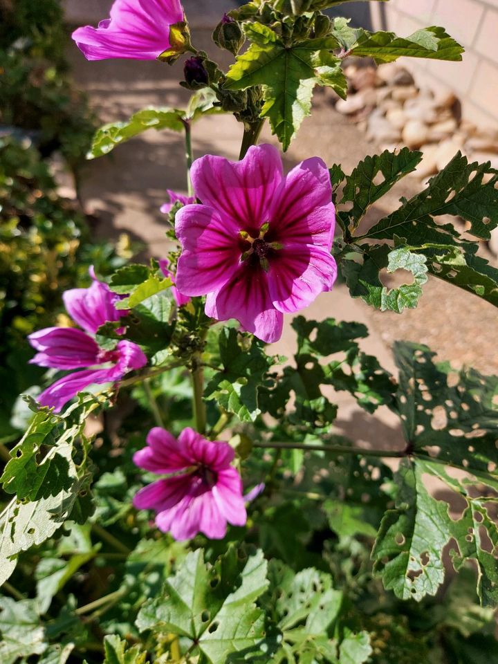 Malven Jungpflanzen pink in Neresheim