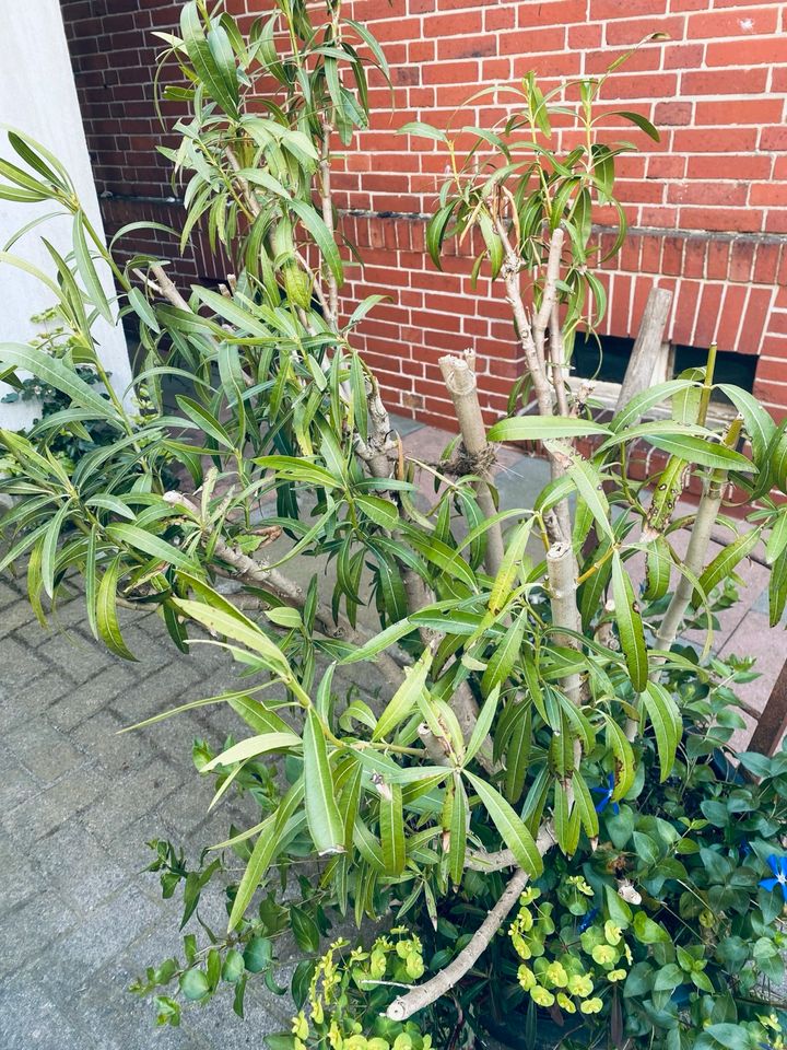 Nerium Oleander in Osnabrück