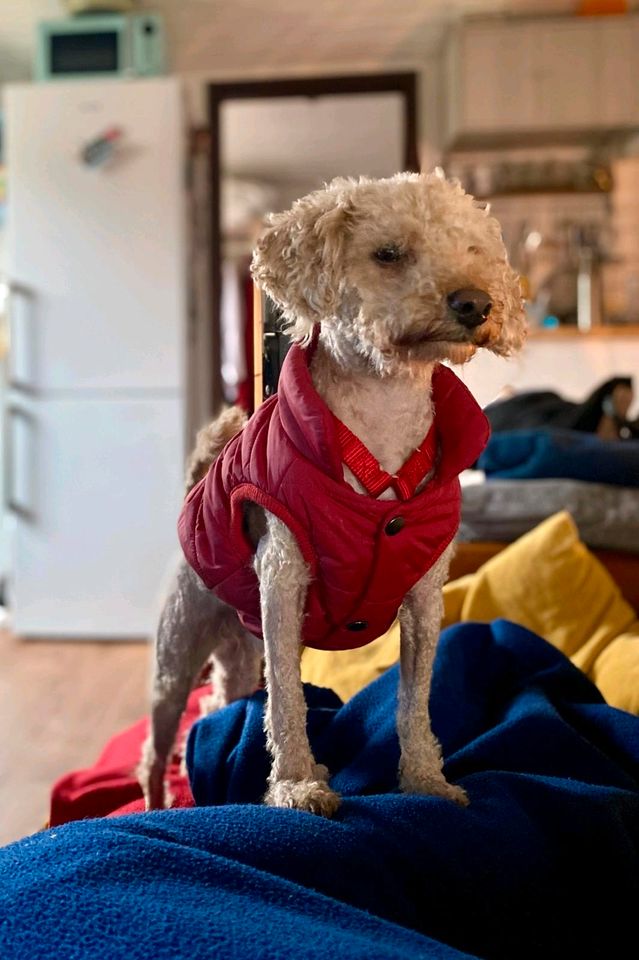 YAKI Pudel Rüde Tierschutz Hund in Hamburg