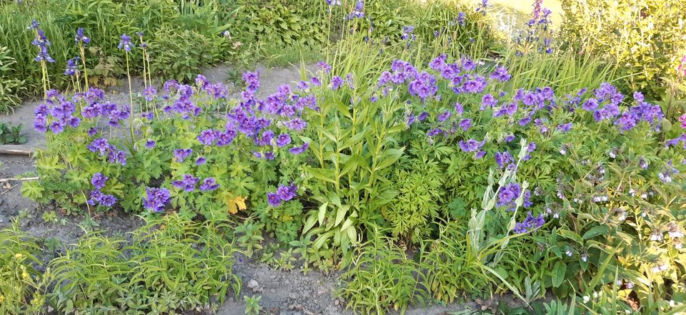 Winterharte Blumenstauden in Schortens