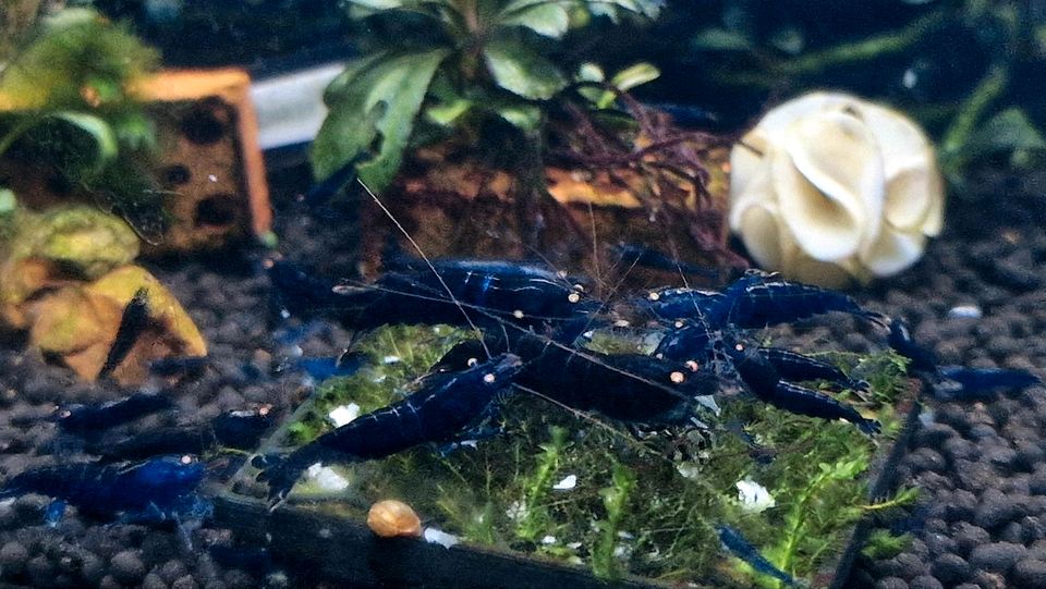 Royal Blue OE Caridina Garnelen in Bergisch Gladbach