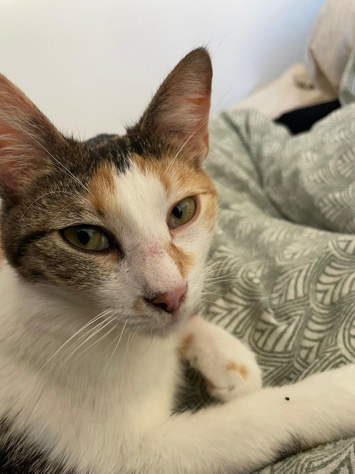 Tierschutz: Einzelkatze Millie sucht kuschliges Zuhause in Berlin