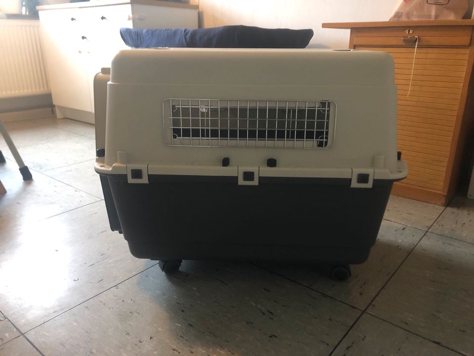 Flugzeugbox Hund in Köln