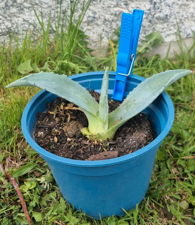 AGAVE americana ❗️Ableger ❗️ in Mitterfels