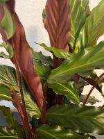 Calathea, Zimmerpflanze, Grünpflanzen Bayern - Neusäß Vorschau