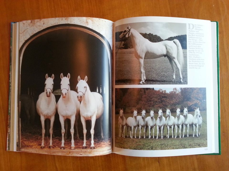 Pferdezucht in Marbach * Hengste Warmblut Araber Trakehner FOTOS in Duisburg