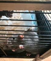 Ratten zwei Weibchen Berlin - Hellersdorf Vorschau