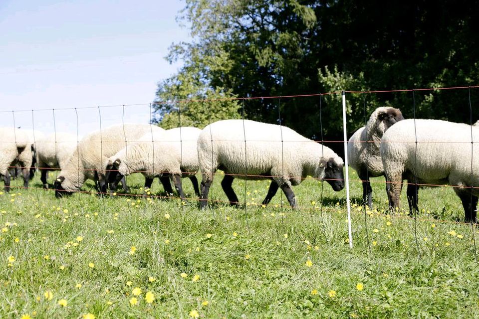 Abverkauf! Schafzaun 90cm, 108cm - Staffelpreise, Schafnetze in Engelsberg