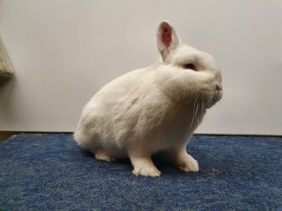 Zwergkaninchen Zwerg Kaninchen Hase Hermelin BA geimpft RHD 1+2 in Meppen