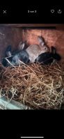 Kaninchen abzugeben 12 Wochen alt Niedersachsen - Liebenburg Vorschau