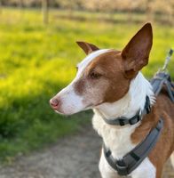 LARA Podenco Hündin Tierschutz Hund Niedersachsen - Peine Vorschau
