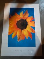 Poster einer sonnenblume Kreis Pinneberg - Pinneberg Vorschau