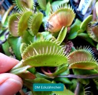 NEU! "Eckzähnchen" Dionaea muscipula Venusfliegenfalle, GROß Saarland - Sulzbach (Saar) Vorschau