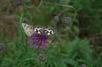 Heilpflanze - Echtes Eisenkraut ca. 50 Samen aus dem Bio Garten Bayern - Regensburg Vorschau