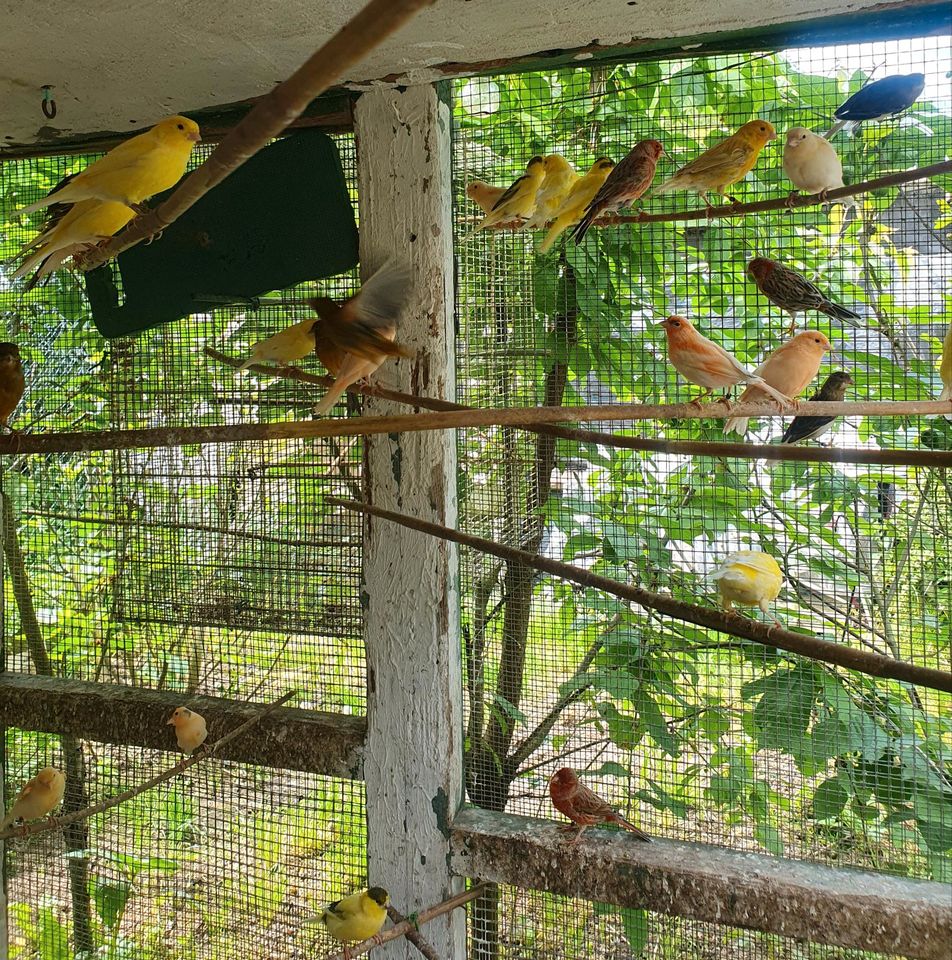 Kanarienvögel in Wiesbaden