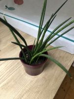 Bogenhanf rund Ableger bewurzelt Sansevieria cylindrica Bayern - Immenstadt Vorschau