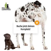 Professionelles Hundetraining bei Hemau Bayern - Hemau Vorschau