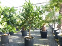 Citrus Hystrix Papeda Combava 170 - 180 cm Kaffirlimette Nordrhein-Westfalen - Goch Vorschau