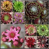 Sempervivum, Hauswurz, Dachwurz, Züchtersorten Angebot 4 Dresden - Gompitz Vorschau