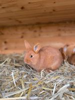 rote Neuseeländer Kaninchen Schleswig-Holstein - Handewitt Vorschau