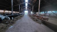 Aufzuchtplätze für Rinder/ Rinder/ Kälber Niedersachsen - Edewecht Vorschau