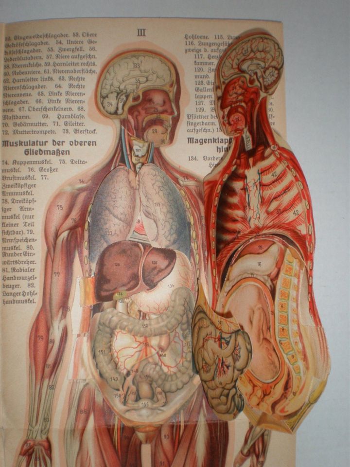 ANTIKE BILDTAFELN-LEHRTAFELN-ANATOMIEBLATT-ANATOMIE-KÖRPER-CORPUS in Berlin