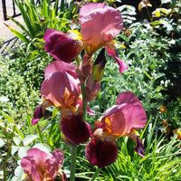 Schwertlilie Iris germanica 'Indian Chief' tolle Sorte winterhart Brandenburg - Nuthe-Urstromtal Vorschau