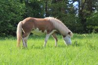 3 jährige Helmscheckstute Isländer Islandpferd Bayern - Burgwindheim Vorschau
