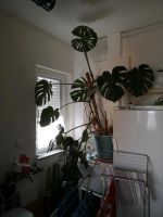 Monstera mit grossen Blättern Baden-Württemberg - Dürmentingen Vorschau