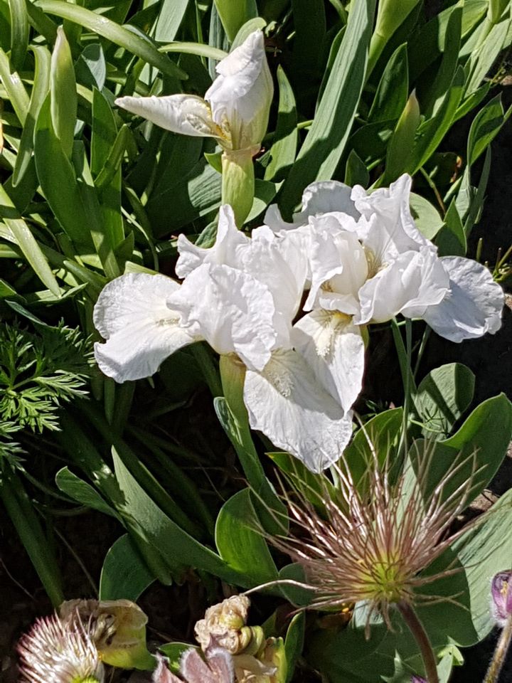 Weiße niedrige Iris / Zwergiris  / 7 Pflanzen bzw Rhizome in Dortmund