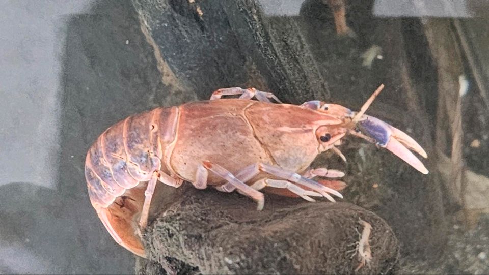 Cherax Jubby Destructor Flusskrebse (Australien) in Köln