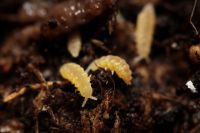 Ceratophysella sp. “Yellow Albino” Springschwänze/ Bodenpolizei Baden-Württemberg - Herrenberg Vorschau