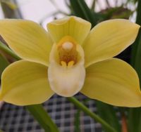 Orchidee - Cymbidium Hybride (06) Thüringen - Münchenbernsdorf Vorschau