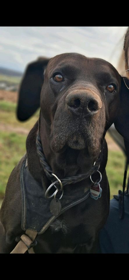 Dogge-Labrador Mischling in Villmar