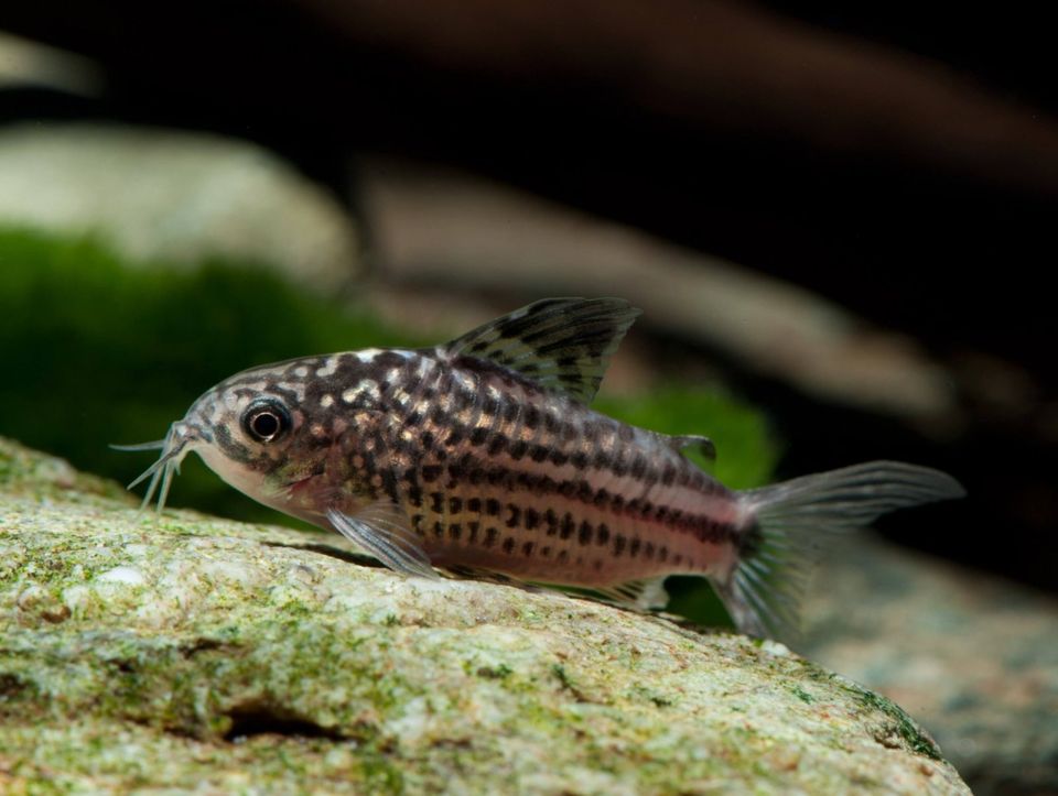 Corydoras Napoensis in Neustadt in Holstein