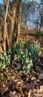 Schneeglöckchen gesucht Brandenburg - Panketal Vorschau