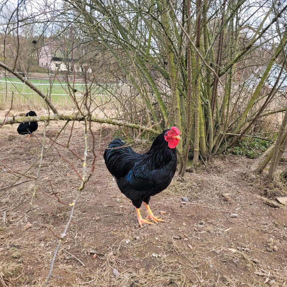 Wynadotten Zwerg schwarz Hähne in Konnersreuth