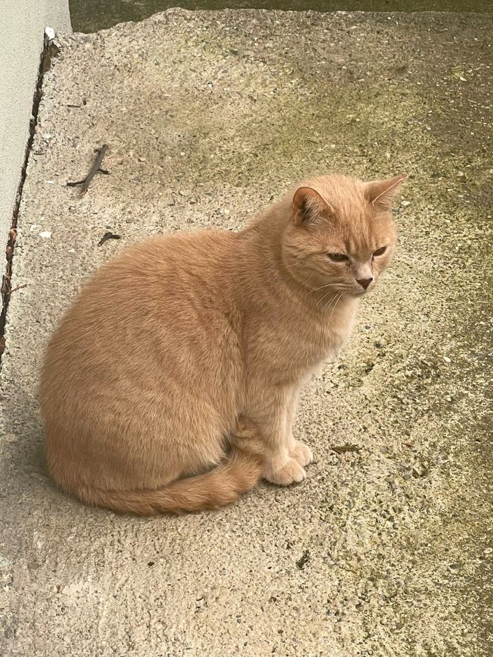 Kater vermisst in Andechs