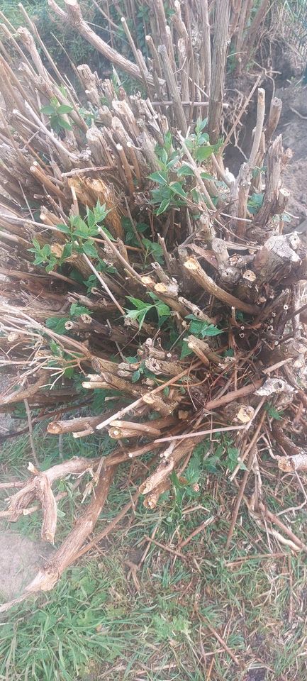 Schnell abholen! Immergrüne Hecke durchmesser 1,50 in Berlin