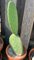 Kaktus, Ohrenkaktus, 35 cm Baden-Württemberg - Rottweil Vorschau