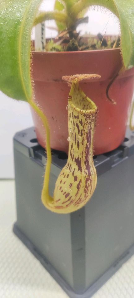 Nepenthes stenophylla in Schwarmstedt